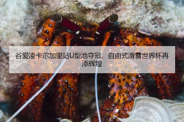 谷爱凌卡尔加里站U型池夺冠，自由式滑雪世界杯再添辉煌
