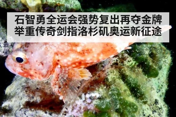 石智勇全运会强势复出再夺金牌 举重传奇剑指洛杉矶奥运新征途